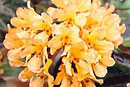 Rhododendron 'Apricot Charm'