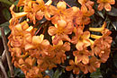 Rhododendron 'Apricot Gem'