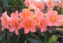 Rhododendron 'Apricot Souffle'