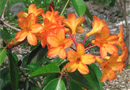 Rhododendron 'Arabesque Imp'