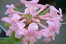 Rhododendron 'Arabesque Imp'
