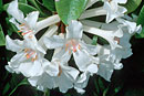 Rhododendron 'Aravir'