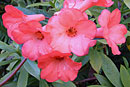 Rhododendron 'Arthur's Choice'