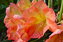Rhododendron 'Ascania'