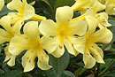 Rhododendron 'Avalon'