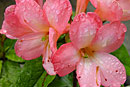 Rhododendron 'Ballerina'