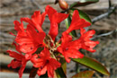 Rhododendron 'BaramBay'