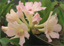 Rhododendron 'Barbara Campbell'