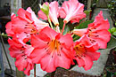 Rhododendron 'Becky'