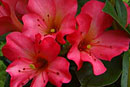 Rhododendron 'Belinda Chang'