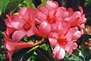 Rhododendron 'Bellenden Coral'