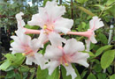 Rhododendron 'Bernadette'