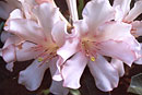 Rhododendron 'Big Softie'