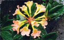 Rhododendron 'Bill Moynier'