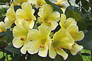 Rhododendron 'Blondie'
