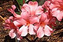 Rhododendron 'Bob's Crowning Glory'