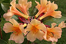 Rhododendron 'Bold Janus'