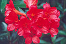 Rhododendron 'Borneo Bright'