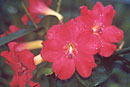 Rhododendron 'Bright Eyes'