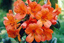 Rhododendron 'Brightly'