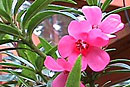 Rhododendron 'Brunei Bay'