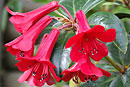 Rhododendron 'Burgundy Bells'