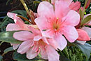 Rhododendron 'Burnie Shines'