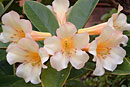 Rhododendron 'Buttermaid'