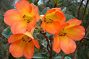 Rhododendron 'Cadmium Orange'