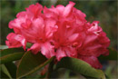 Rhododendron 'Cair Paravel'