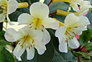 Rhododendron 'Cameo Spice'