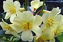 Rhododendron 'Candle Light'