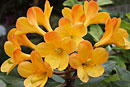 Rhododendron 'Candle Power'
