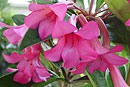 Rhododendron 'Cantua Girl'