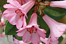 Rhododendron 'Cape Cod Cranberry'