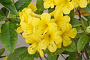 Rhododendron 'Cape Cod Sunshine'