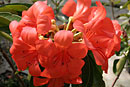 Rhododendron 'Captain Scarlet'