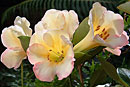 Rhododendron 'Cara Mia'