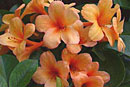 Rhododendron 'Caramel Cream'