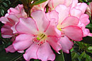 Rhododendron 'Cephas'