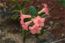 Rhododendron 'Chambri Lake'