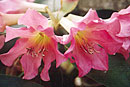 Rhododendron 'Chanel'