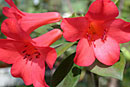 Rhododendron 'Charming Valentino'