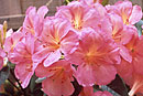 Rhododendron 'Chayya'