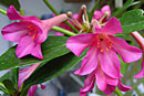 Rhododendron 'Cherry Blaze'