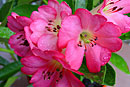 Rhododendron 'Cherry Glow'