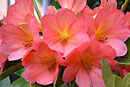 Rhododendron 'Cherry Liqueur'
