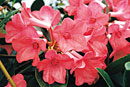 Rhododendron 'Cherry Pie'