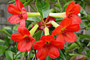 Rhododendron 'Chilli Pepper'
