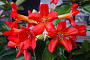Rhododendron 'Chilli Salsa'